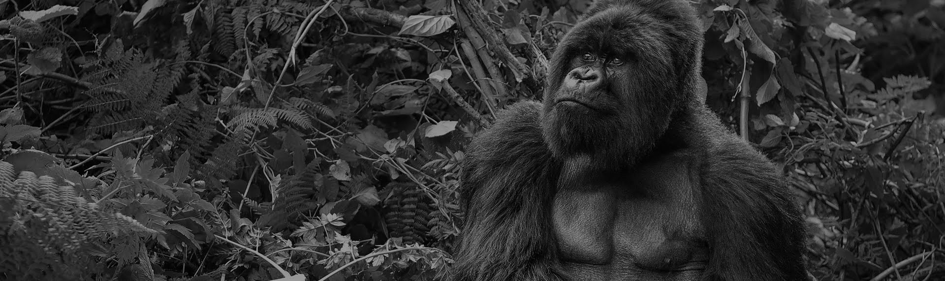 A silverback mountain gorilla in a rainforest