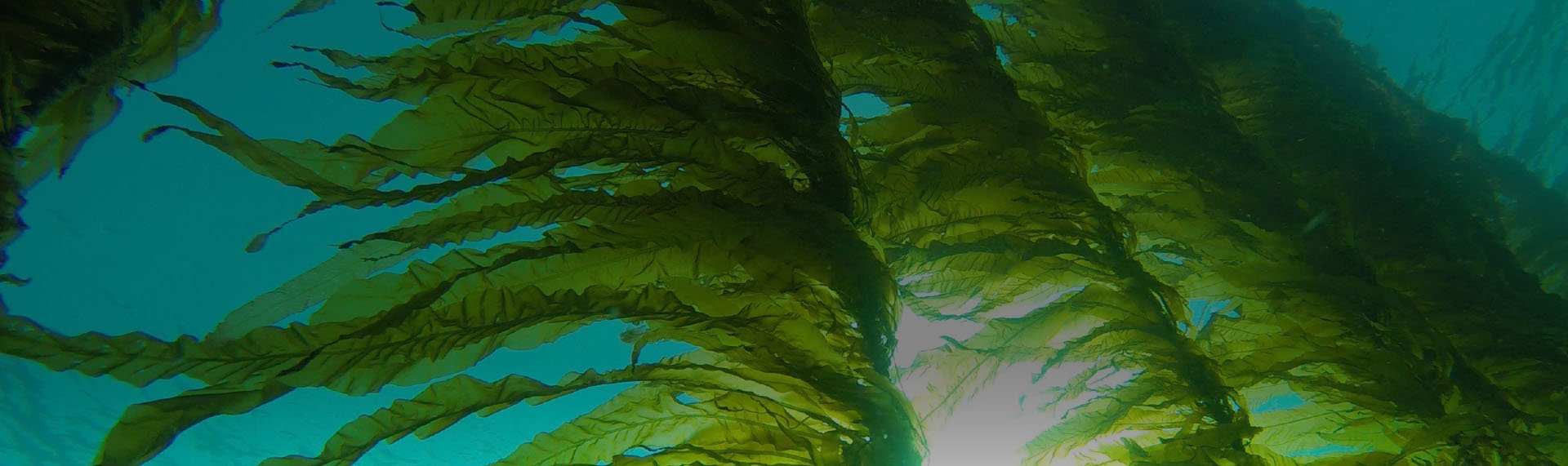 Close up of seaweed in sea